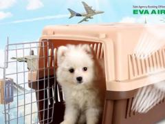 Thủ tục nhập cảnh chó mèo Canada EVA Air - Hướng dẫn đầy đủ